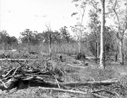 Land clearing, Beerburrum, December 1916