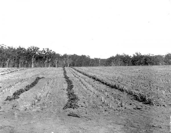 Pineapples and vegetables on the training farm, Beerburrum, July 1917