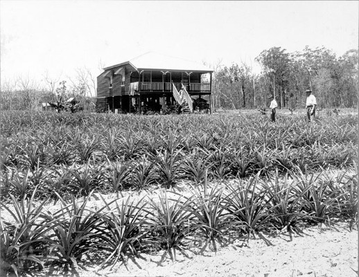 Soldier's farm, Beerburrum, 1918