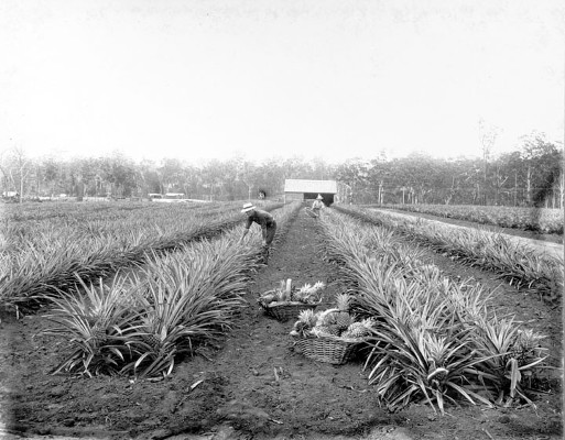 First crop of pineapples at the State Farm, Beerburrum, January 1920