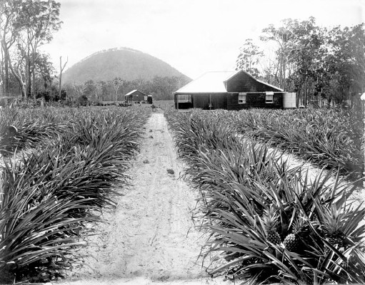 McLean's Farm, Beerburrum, January 1920