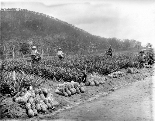 Picking pineapples on the State Farm, Beerburrum, January 1920