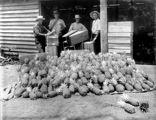 Pineapples for shipping, Beerburrum, January 1920