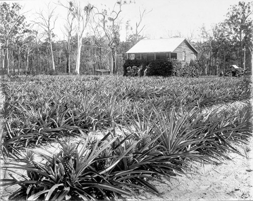 Soldier's home, Beerburrum, January 1920