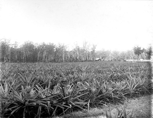 State Farm, Beerburrum, January 1920