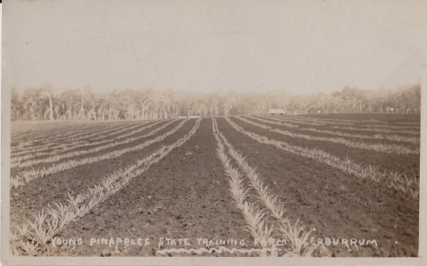 State Farm Beerburrum c 1920