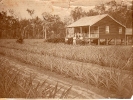 Ernest Sykes farm Beerburrum