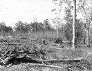 Land clearing, Beerburrum, December 1916