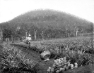 Training farm, Beerburrum, January 1920