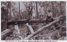 Tree Felling Beerburrum 1931